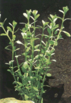 Bacopa.gif (57906 octets)