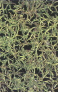 Riccia.gif (79344 octets)